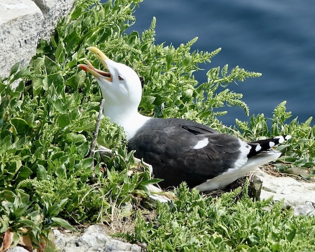 lesser black-backed gull